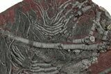 Silurian Fossil Crinoid (Scyphocrinites) Plate - Morocco #223281-2